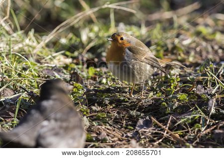 Robin Redbreast (erithacus Rubicula)
