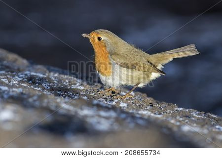 Robin Redbreast (erithacus Rubicula)