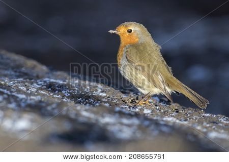 Robin Redbreast (erithacus Rubicula)