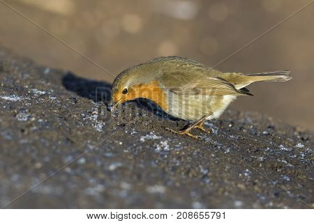 Robin Redbreast (erithacus Rubicula)