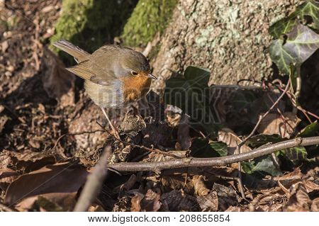 Robin Redbreast (erithacus Rubicula)