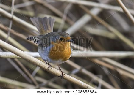 Robin Redbreast (erithacus Rubicula)