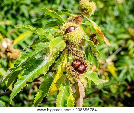 Many chestnuts are still in their nutshells just before breaking in an autumn forest