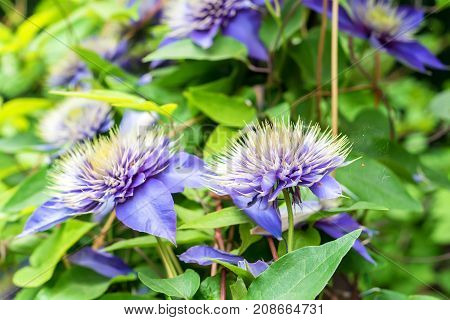 Closeup bright blue flower of blossoming Clematis Jackmanii