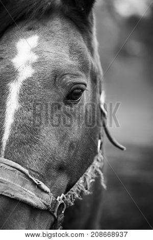 Face of a horse close-up on the right side of the frame black and white frame