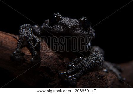 Black bug-eyed frog, isolated on black background