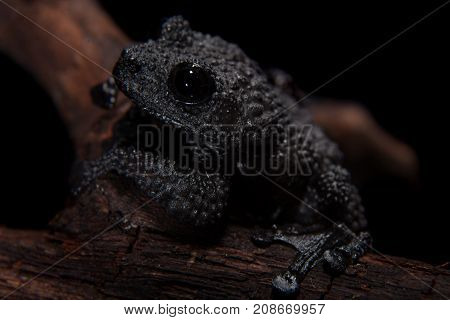 Black bug-eyed frog, isolated on black background