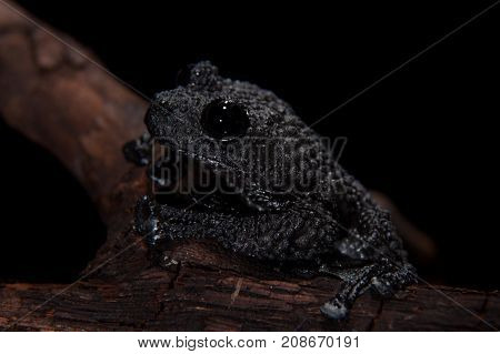 Black bug-eyed frog, isolated on black background