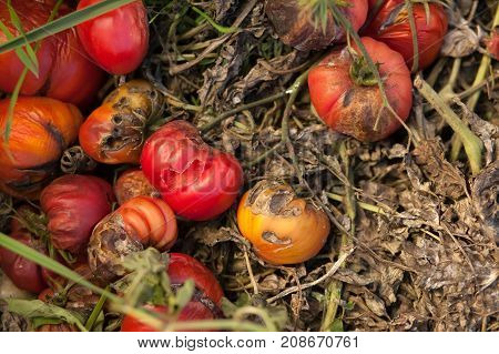 Tomato Stricken Phytophthora (Phytophthora Infestans). Ripe red tomatoes get sick by late blight
