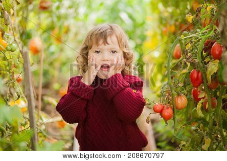 Adorable lad little girle in the greenhouse sick tomato plant Stricken Phytophthora