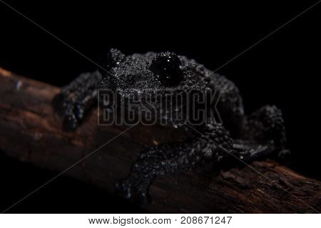 Black bug-eyed frog, isolated on black background