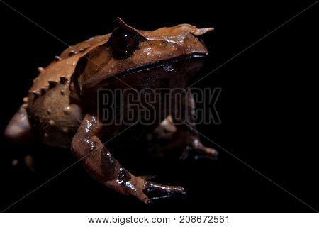 Annam spadefoot toad isolated on black background