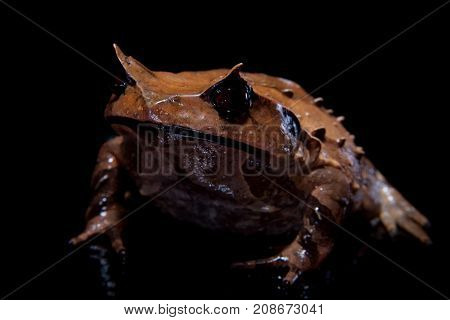 Annam spadefoot toad isolated on black background