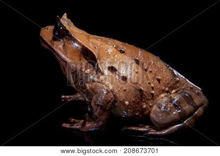 Annam spadefoot toad isolated on black background