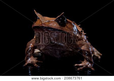 Annam spadefoot toad isolated on black background