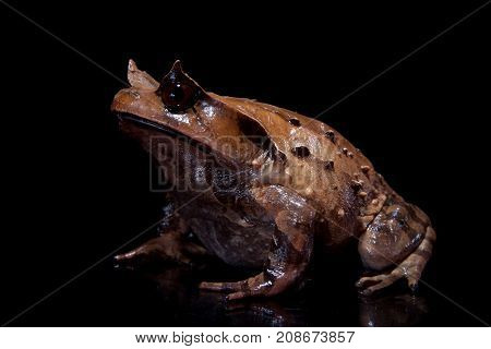 Annam spadefoot toad isolated on black background