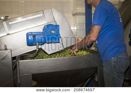 Production of Mediterranean olive oil from Liguria