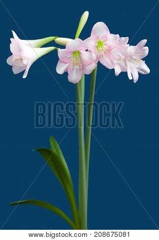 Hippeastrum Amaryllis sonatini Pink Rascal close up on blue background