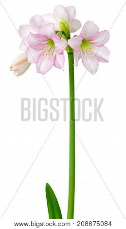 Hippeastrum Amaryllis sonatini Pink Rascal close up isolated on white background