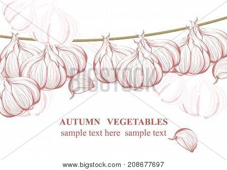 Vintage Garlic Background Vector. Line Art Graphic Style Illustrations