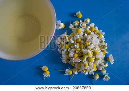 Chamomile tea in a white ceramic mug with fresh chamomile flowers on a blue background