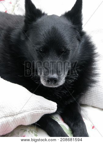 Schipperke dog with eyes closed relaxing on a warm day. Close up of old black spitz type dog with greying muzzle. Vertical.