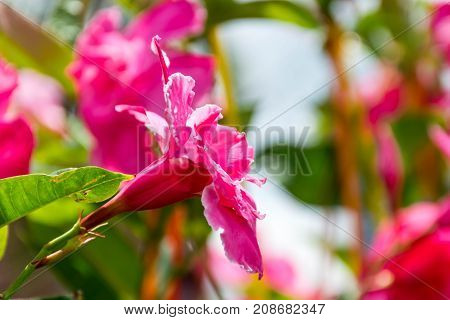 Mandevilla x hybrida Summer Romance Double Pink vigorous vine with green leaves and large double pink flowers blooming most of the summer