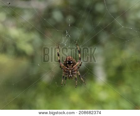Closeup of underside of orb spider spinning web