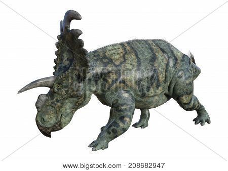 3D Rendering Dinosaur Albertaceratops On White