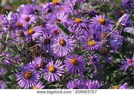 New England Aster (Symphyotrichum novae-angliae), growing in a clearing beside a country road.