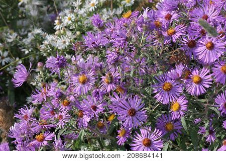 New England Aster (Symphyotrichum novae-angliae), growing in a clearing beside a country road.