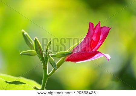 The bud of a Bauhinia purpurea flower.