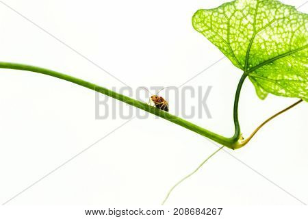 Orange beetle on green leaf. cute insect white background.