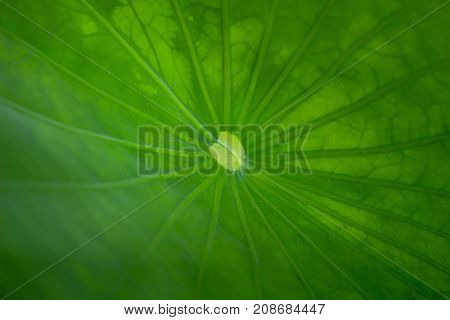 Close up lotus leaf with morning light.
