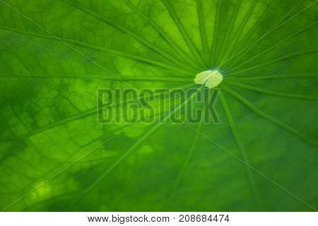 Close up lotus leaf with morning light.