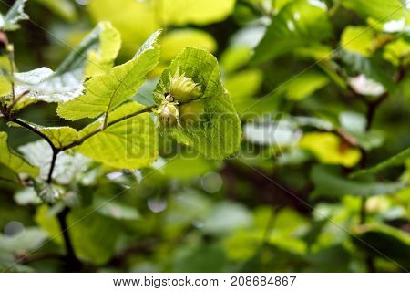 thickets of hazelnut shrub hazel hazelnut filbert