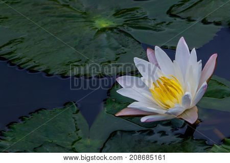 beautiful lotus flower is complimented by the rich colors of the deep blue water surface.