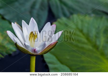 beautiful lotus flower is complimented by the rich colors of the deep blue water surface.