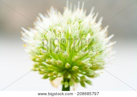 A closer look at a local green grass