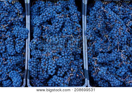 Blue Grapes, Background Of Freshly Picked Grapes, Wine Grapes. Dark Wine Grapes Background, Grape