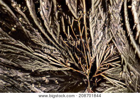 microscopic shot showing feathered microcrystals in polarised light