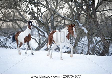 Two piebald horses playing on snow in cold winter