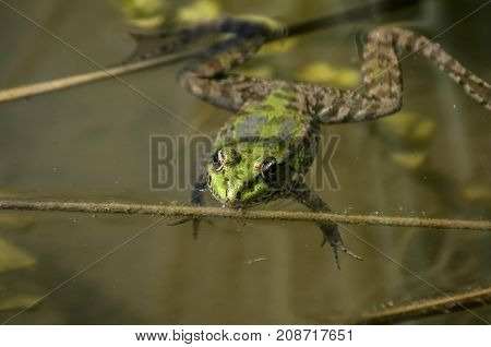 Marsh green frog with its head popping out of pond water amid weed and reeds