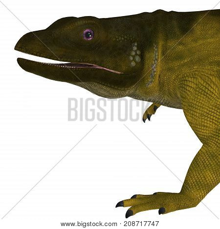 Chuckwalla Lizard Head 3d illustration - The Chuckwalla is a large lizard found primarily in arid regions of the southern United States and northern Mexico.