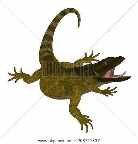 Chuckwalla Lizard on White 3d illustration - The Chuckwalla is a large lizard found primarily in arid regions of the southern United States and northern Mexico.
