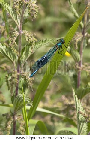 Mandlige stribede Agrion