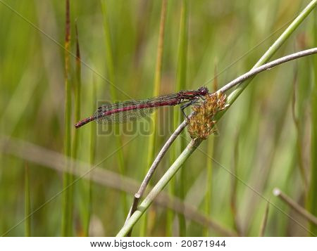Große rote Damselfly