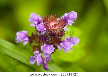 Meadow Flower Prunella Vulgaris Growing On Sunny Summer Meadow Close Up.