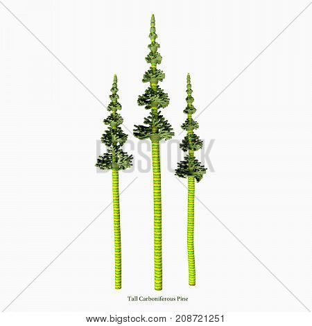 Tall Carboniferous Pine with Font 3d illustration - The earliest conifers date to the Carboniferous Period possibly arising from the Cordaites a genus of seed-bearing Gondwanan plants with cone-like fertile structures.
