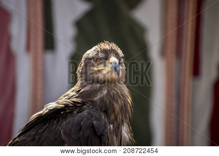 Rapacious, beautiful eagle in a display of birds of prey